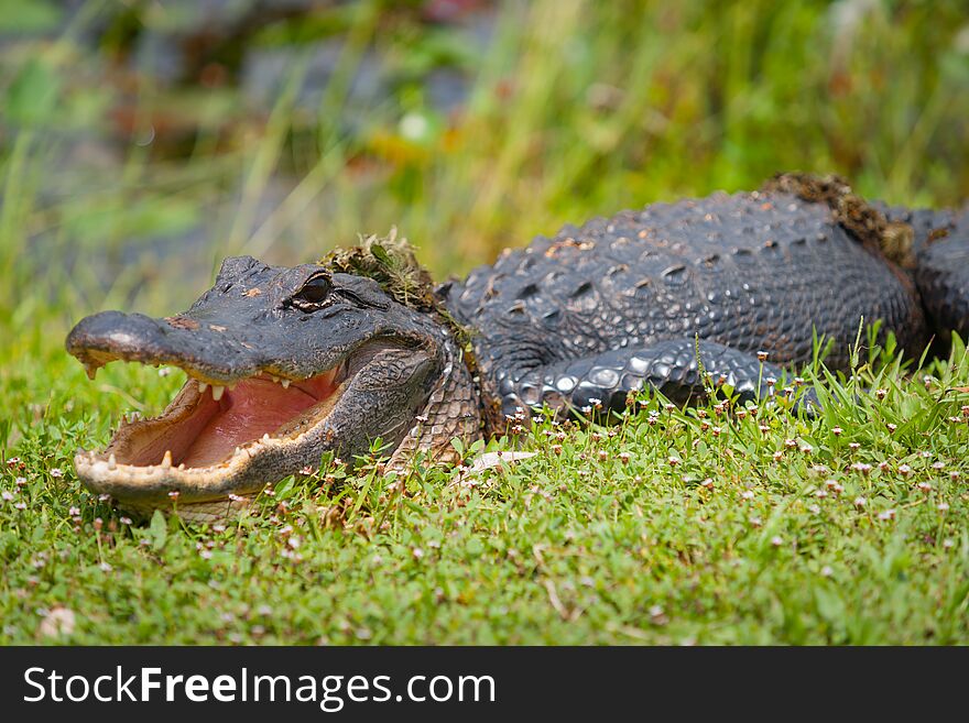 Alligator emerges from swamp with vegetation wrapped around body