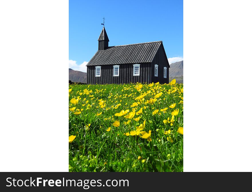 Budir black church surrounded by buttercups under a bright blue sky, Snæfellsnes, Iceland
