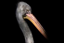 Young Grey Pelican On Black Background Stock Photos