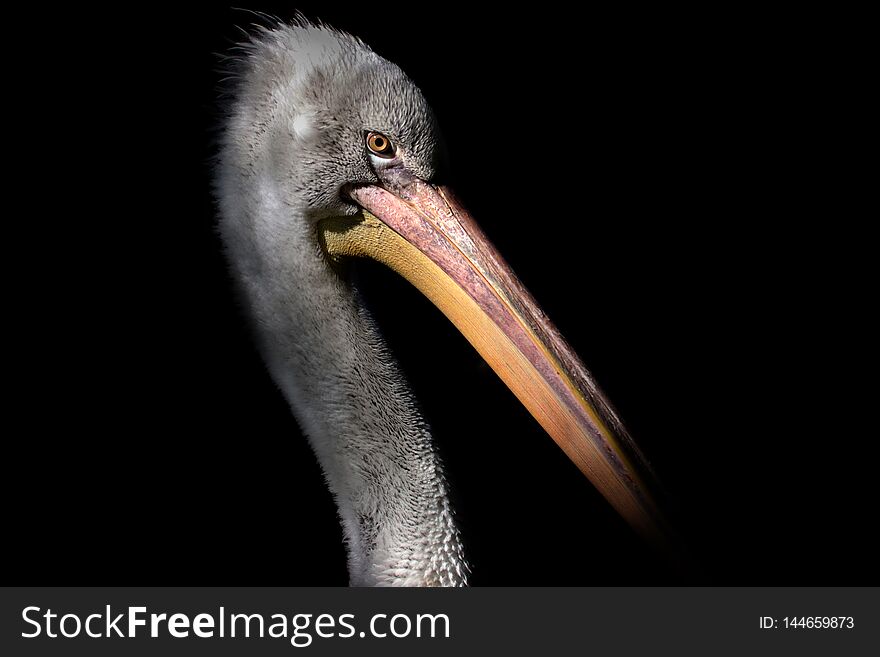Young grey pelican on black background