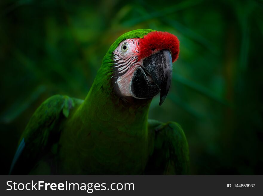 Smiling parrot on a dark green background. A military macaw Ara militaris