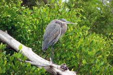 Great Blue Heron Royalty Free Stock Photography Great Blue Heron Royalty Free Stock Photography