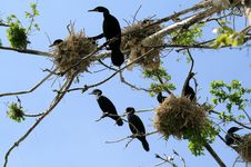The Nestling Cormorants Stock Photos The Nestling Cormorants Stock Photos