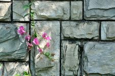 Stone Wall Under Shadow And Pink Flower Royalty Free Stock Images Stone Wall Under Shadow And Pink Flower Royalty Free Stock Images