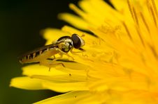 Syrphid Fly Royalty Free Stock Photos
