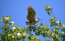 Black-crowned Night Heron Royalty Free Stock Images