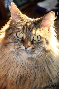 Bright Eyed Longhair Tabby Cat. Stock Photo