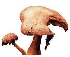 Toadstool Stock Photography Toadstool Stock Photography