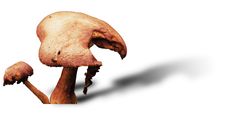 Toadstool Royalty Free Stock Photos Toadstool Royalty Free Stock Photos