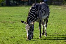 Zebra Feed On Grass Stock Images