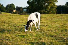 Cows At The Meadow Royalty Free Stock Image