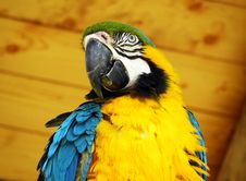 Blue And Yellow Macaw Parrot Royalty Free Stock Photography