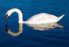Swan With Reflections On A Clear Blue Lake Stock Photos