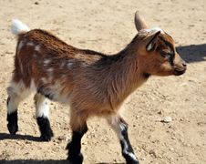 A Kid Goat Royalty Free Stock Photography A Kid Goat Royalty Free Stock Photography