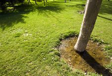 A Botanical Garden With Trees Stock Image A Botanical Garden With Trees Stock Image