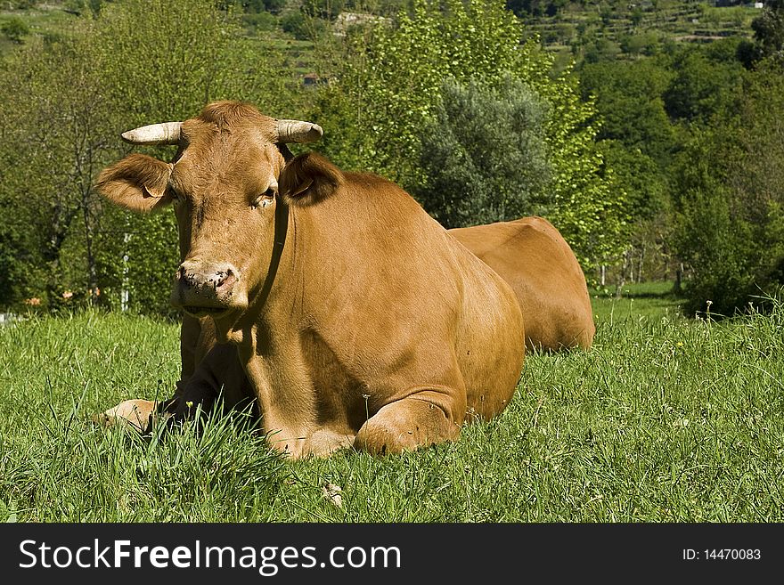 Cow in the grass in the middle of the field