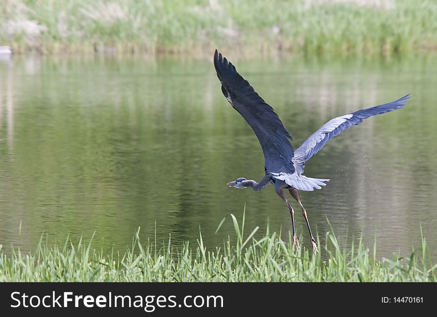 A heron spreads its wings wide while taking flight. A heron spreads its wings wide while taking flight.
