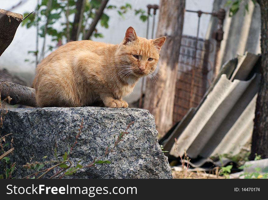 Red cat on a rock