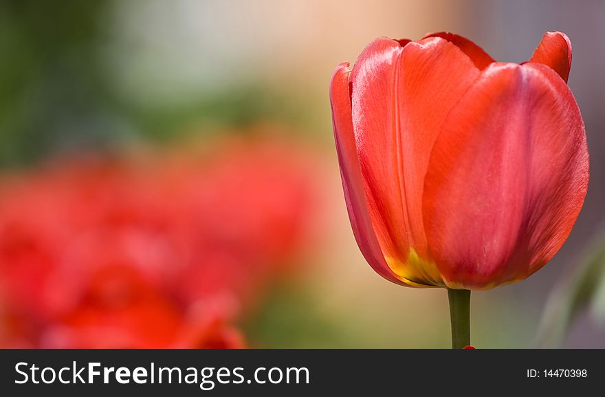 Red tulips in the garden. Red tulips in the garden