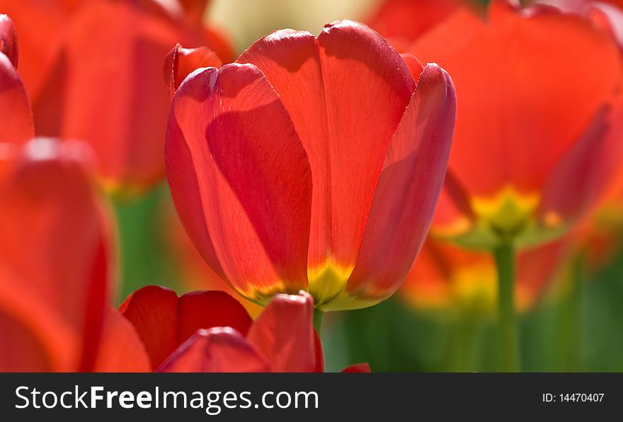 Beautiful Red Tulips