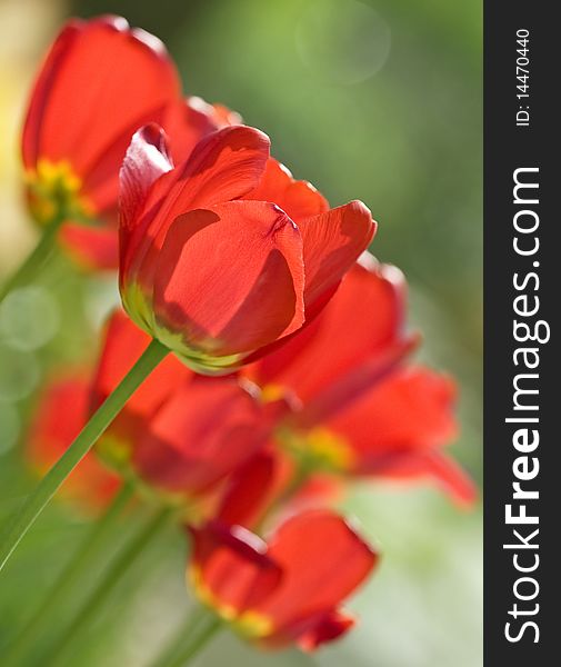 Red tulips in the garden. Red tulips in the garden