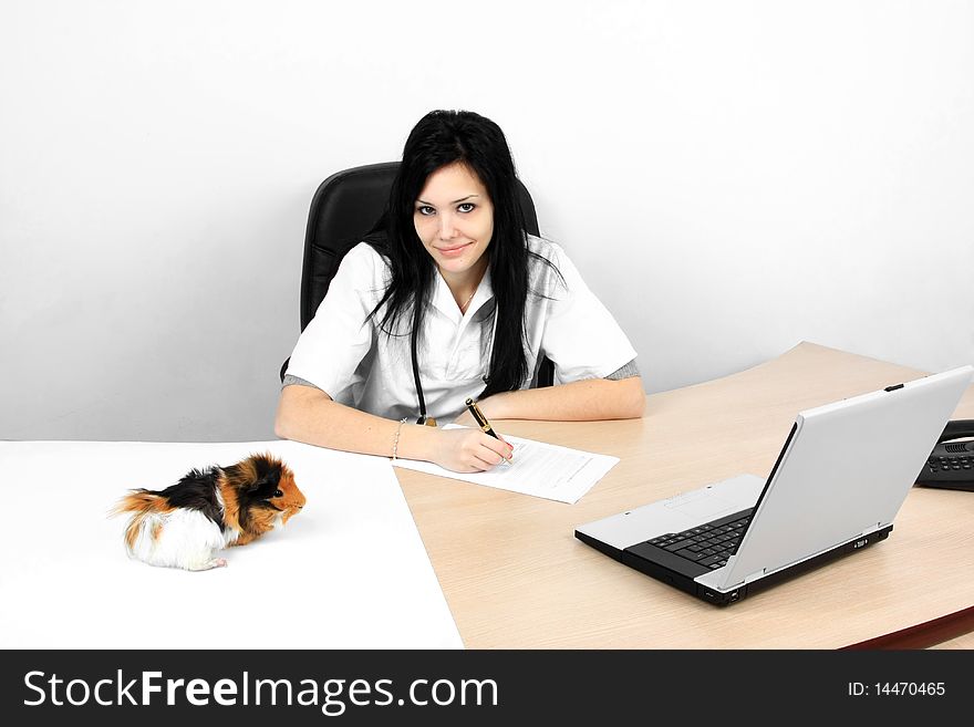 Veterinarian doctor making a checkup of a guinea pig while sitting on her desk. Veterinarian doctor making a checkup of a guinea pig while sitting on her desk