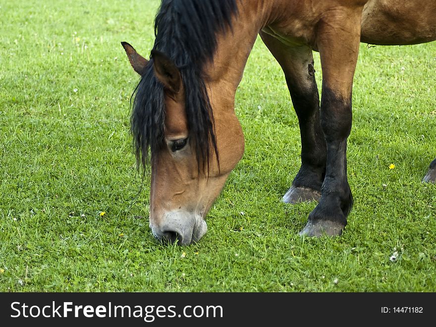 A horse grazing in the meadow