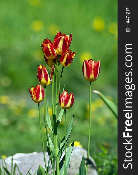 Red tulips on a green background