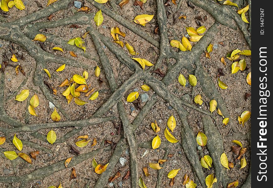 Roots and yellow leafs , image taken from above, u useful for background