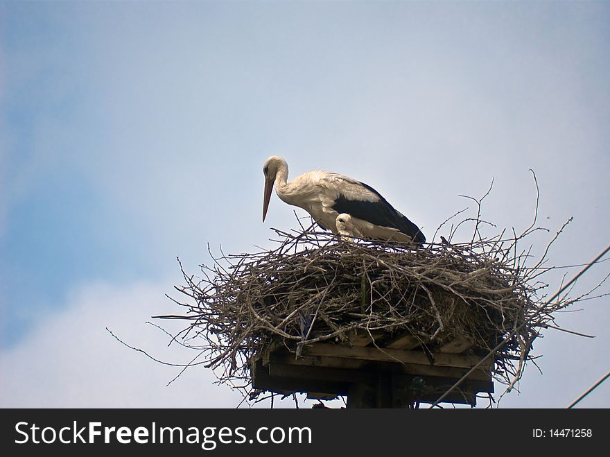 Storks in the nest