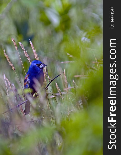 Blue Grosbeak surrounded by colorful foliage.