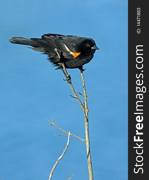 Red winged blackbird (Agelaius phoeniceus) perched on branch. Red winged blackbird (Agelaius phoeniceus) perched on branch.