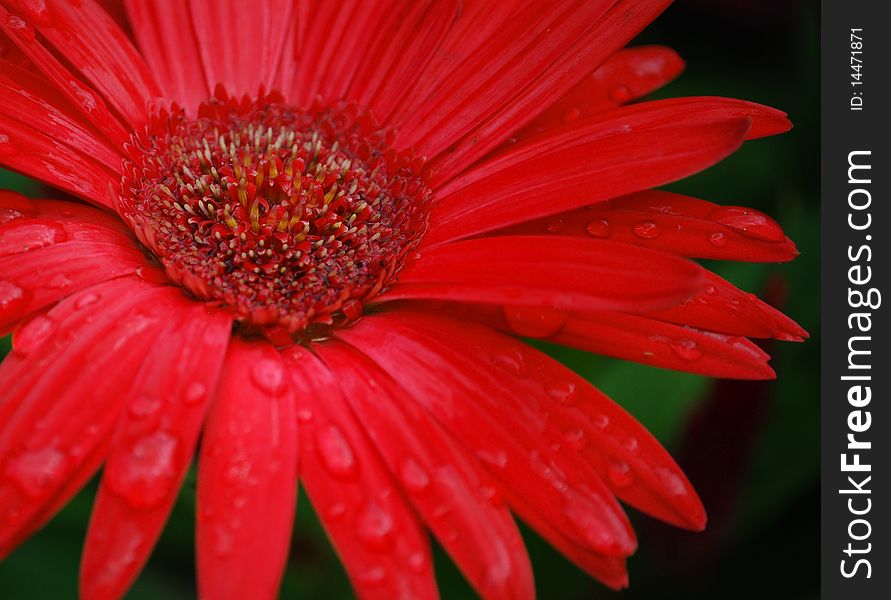 Close up of a bright flower with water droplets formed on the petals.