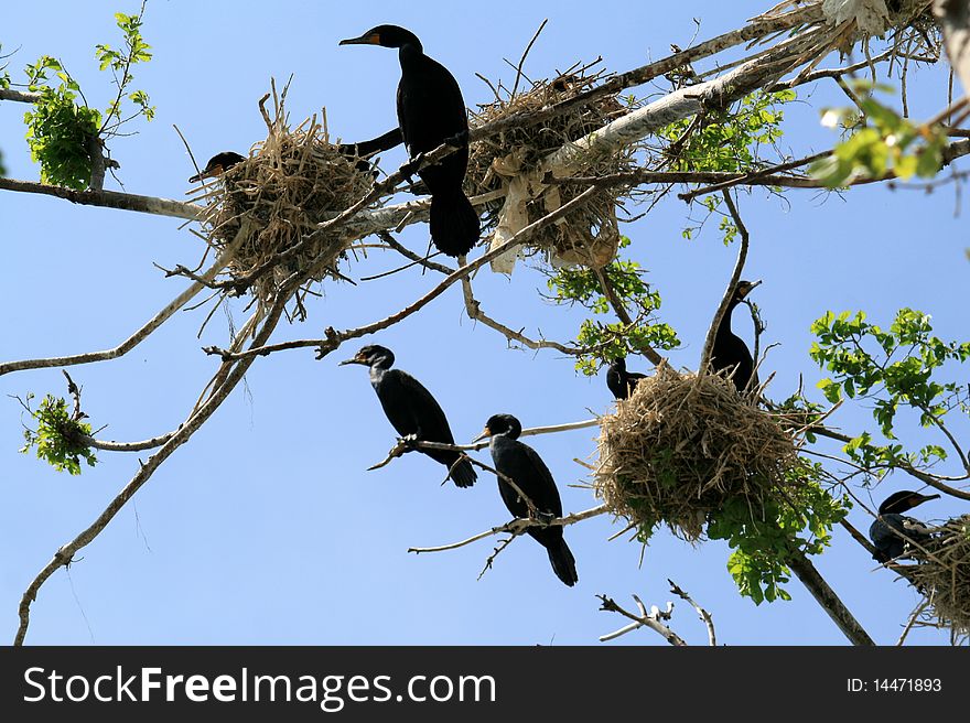 The cormorants sitting on the branches and in the nests. The cormorants sitting on the branches and in the nests