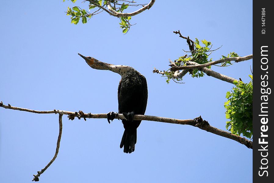 Cormorant sitting on the branch