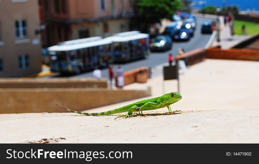 A green lizard taking in the sites in Old San Juan. . A green lizard taking in the sites in Old San Juan.