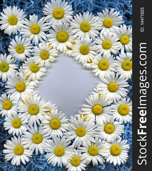 A group of wild daisies as frame. A group of wild daisies as frame.