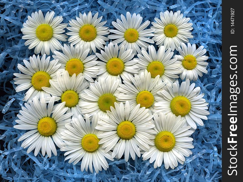 A group of wild daisies.