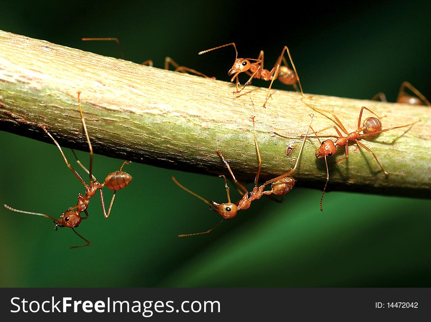 Many ants walking stick on the leaves. Many ants walking stick on the leaves