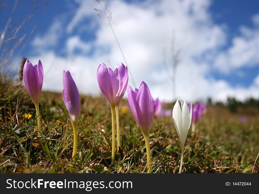 Purple and white autumn crocuses against cloudly-blue sky on the mountains...