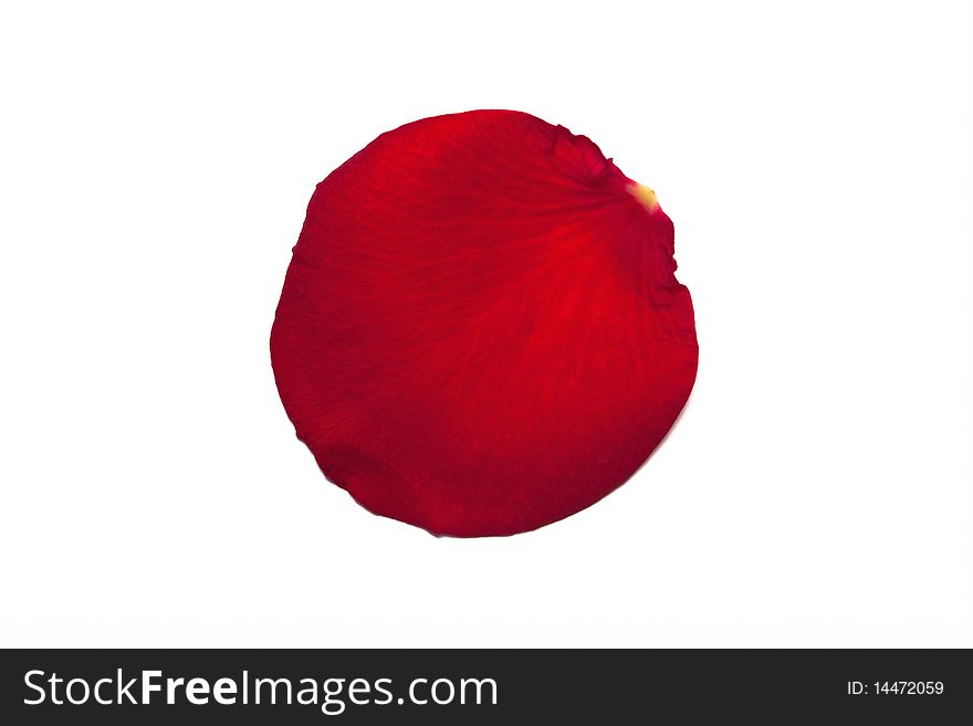 Close-up of one red rose petal, isolated on white.