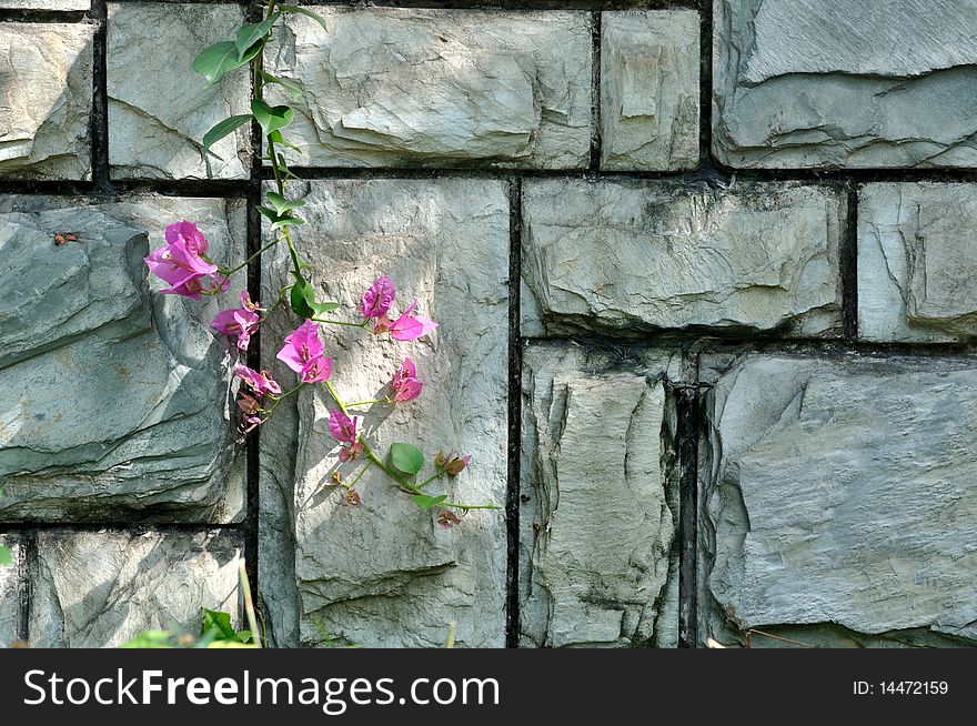 Cyan color and texture of a stone wall surface under soft light and shadow, a brach of pink flower is attached on wall. Cyan color and texture of a stone wall surface under soft light and shadow, a brach of pink flower is attached on wall.