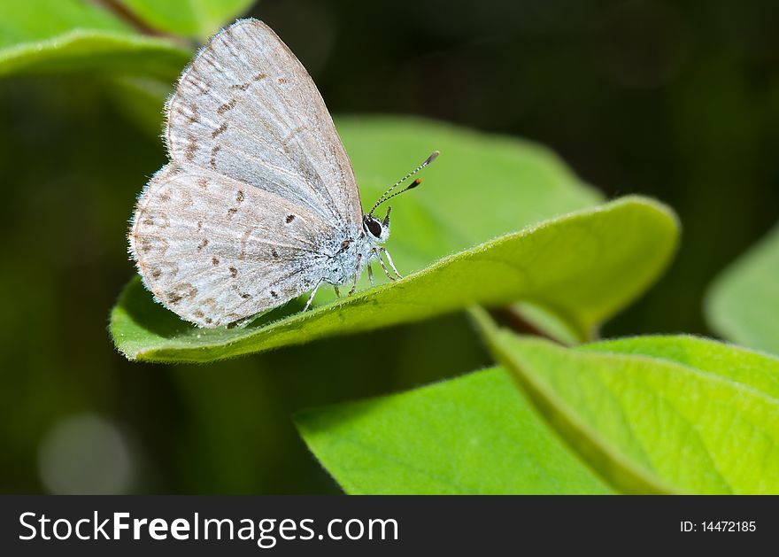 A blue lycaenid butterfly resting on green vegetation. A blue lycaenid butterfly resting on green vegetation