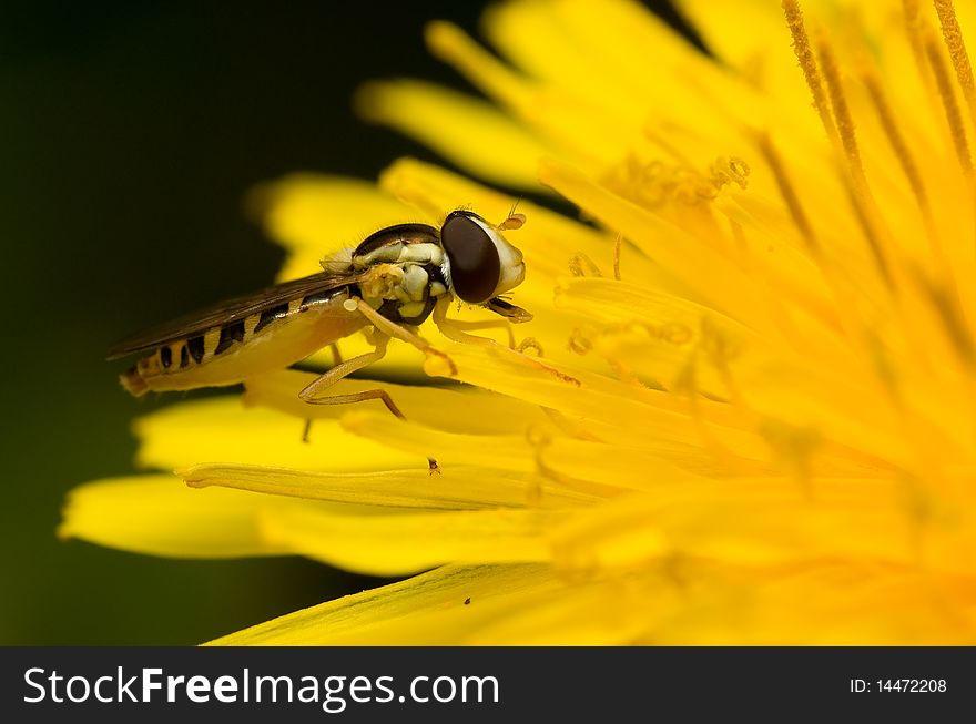 A bee mimic syrphid fly resting on a dandelion flower