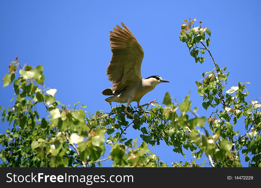 Black-crowned night heron starting to fly from the branch