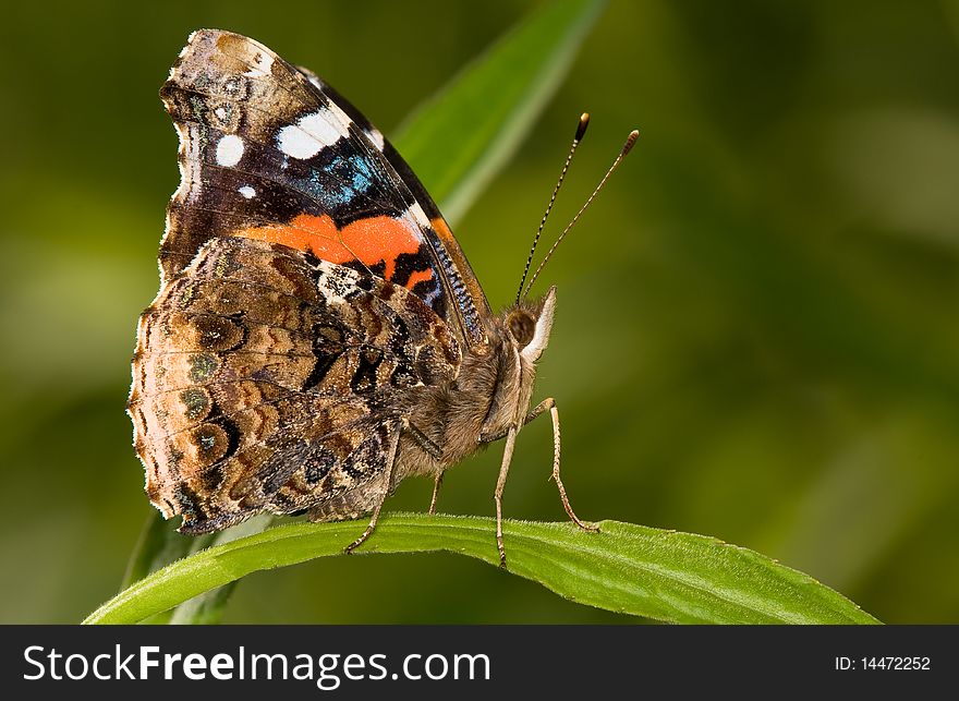 A Venessa sp. butterfly resting on foliage. A Venessa sp. butterfly resting on foliage