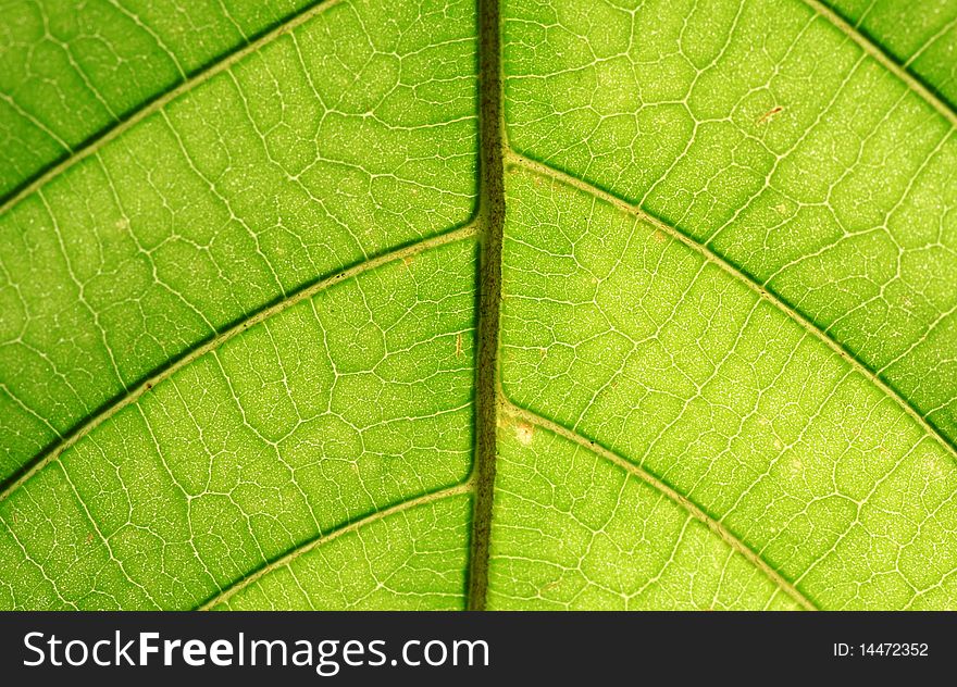 Leaf of a plant close up