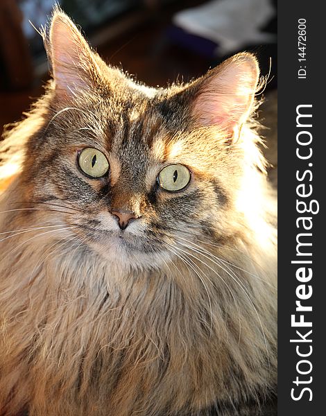 Bright Eyed Longhair Tabby Cat.
