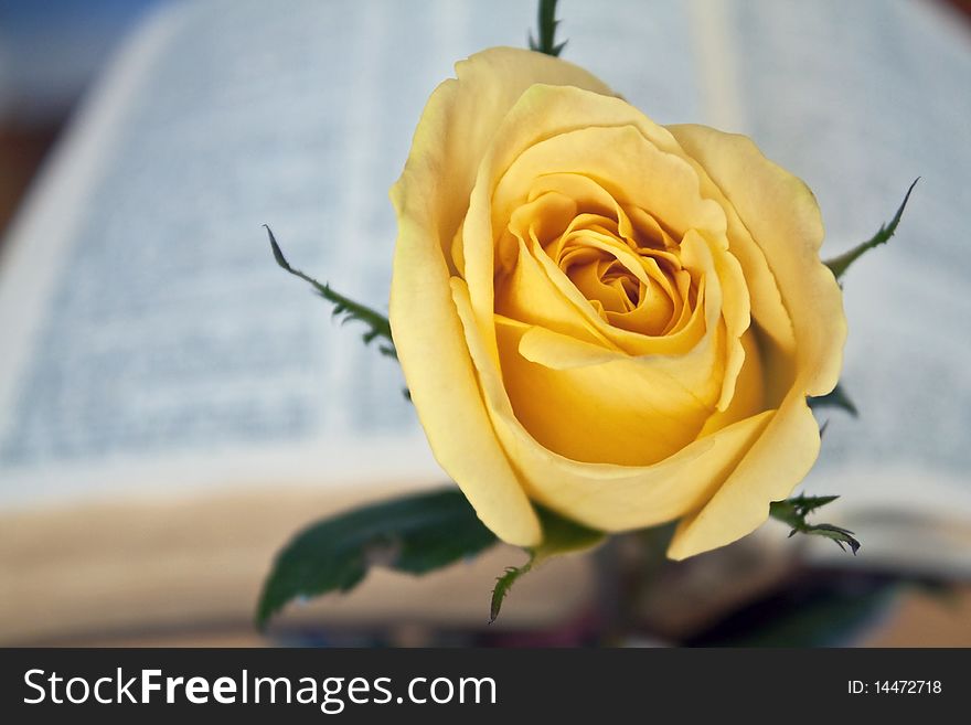 Yellow rose and bible