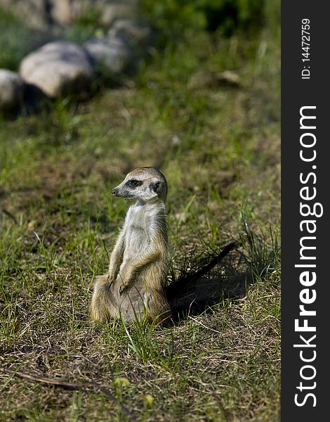 Meerkat - suricate on grass